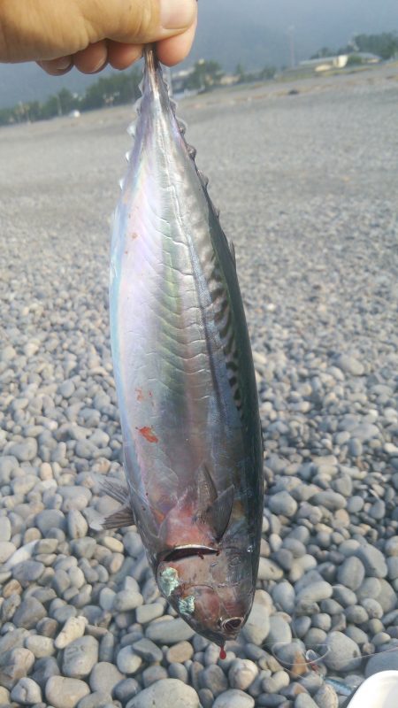 ソーダガツオゲット